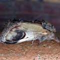 pebble prominent (Notodonta ziczac) Kenneth Noble